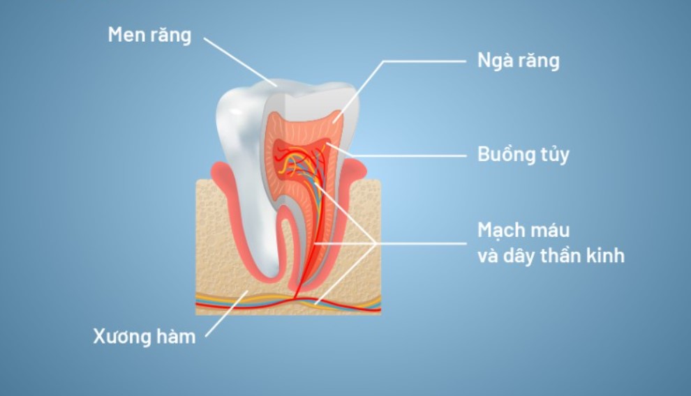 Men Răng Là Gì? Cấu Tạo, Chức Năng Của Men Răng