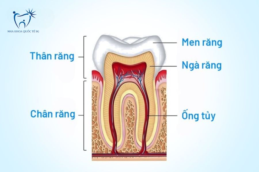 Cấu tạo của răng và vị trí của tủy răng