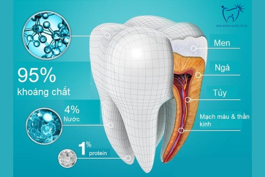 Nha Khoa Quốc Tế Sài Gòn Hình ảnh mô tả cấu trúc của men răng