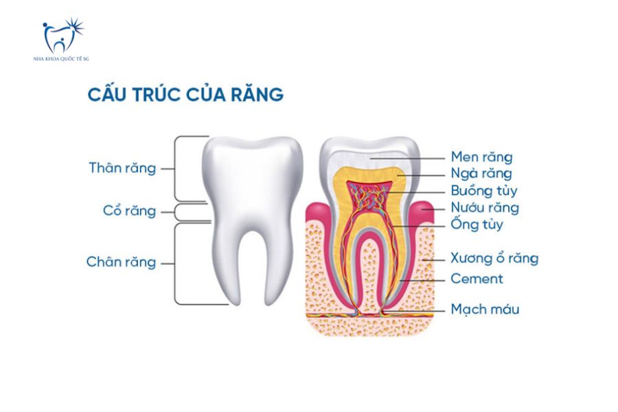 Giải phẫu chi tiết cấu trúc răng