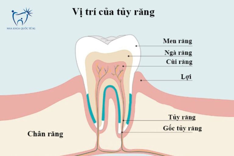 Cấu tạo chi tiết của răng