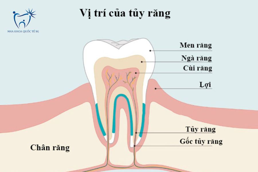 Cấu tạo chi tiết của răng