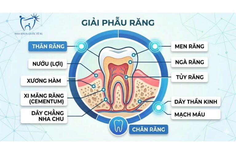 Mô hình giải phẫu cấu trúc răng